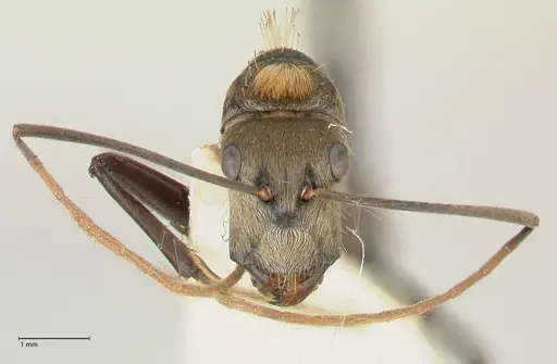 Camponotus difformis specimen FOCOL2301 image focol2301_2