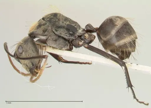 Camponotus difformis specimen FOCOL2301 image focol2301_3