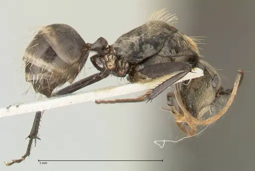 Camponotus difformis specimen FOCOL2301 image focol2301_4