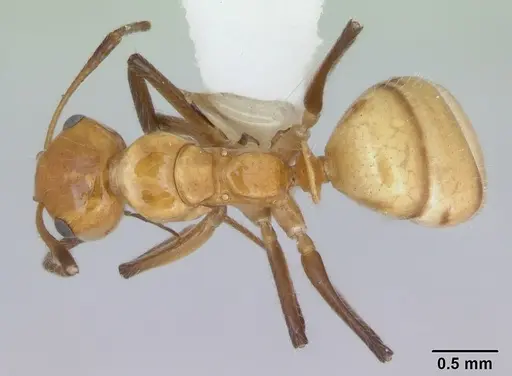 Camponotus dimorphus specimen CASENT0173412 image casent0173412_1