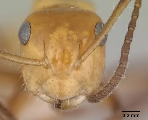 Camponotus dimorphus specimen CASENT0173412 image casent0173412_2