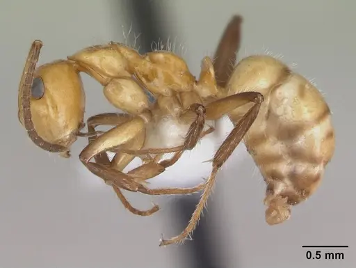 Camponotus dimorphus specimen CASENT0173412 image casent0173412_3