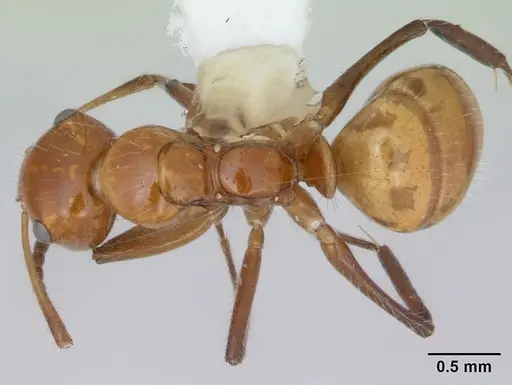 Camponotus dimorphus specimen CASENT0173413 image casent0173413_1