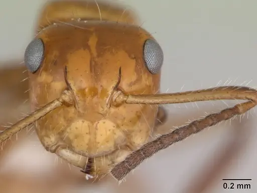 Camponotus dimorphus specimen CASENT0173413 image casent0173413_2