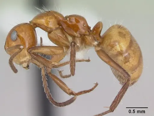 Camponotus dimorphus specimen CASENT0173413 image casent0173413_3
