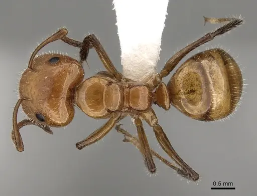 Camponotus dimorphus specimen CASENT0280123 image casent0280123_1