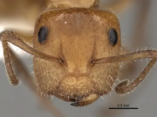 Camponotus dimorphus specimen CASENT0280123 image casent0280123_2
