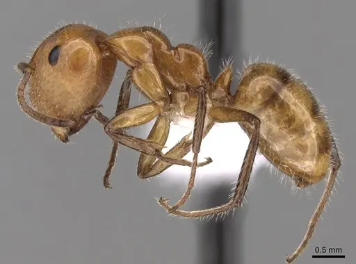 Camponotus dimorphus specimen CASENT0280123 image casent0280123_3