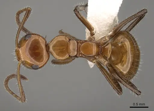 Camponotus dimorphus specimen CASENT0280124 image casent0280124_1
