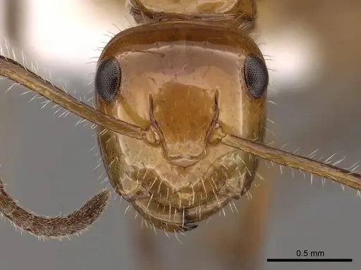 Camponotus dimorphus specimen CASENT0280124 image casent0280124_2