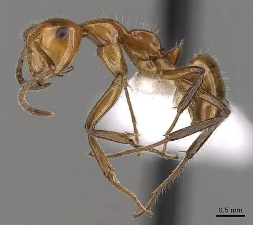Camponotus dimorphus specimen CASENT0280124 image casent0280124_3