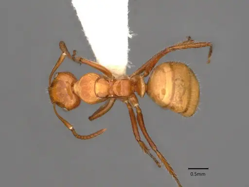 Camponotus dimorphus specimen CASENT0886729 image casent0886729_1