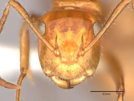 Camponotus dimorphus specimen CASENT0886729 image casent0886729_2