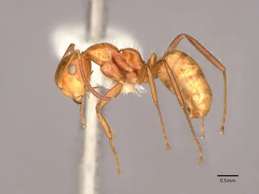 Camponotus dimorphus specimen CASENT0886729 image casent0886729_3