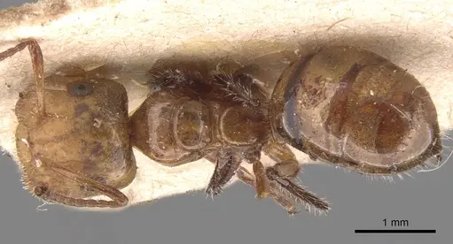 Camponotus dimorphus specimen CASENT0905522 image casent0905522_1