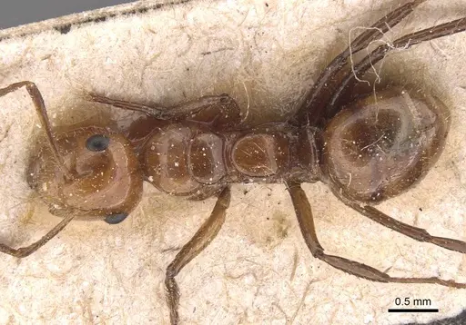 Camponotus dimorphus specimen CASENT0905523 image casent0905523_1
