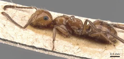 Camponotus dimorphus specimen CASENT0905523 image casent0905523_3