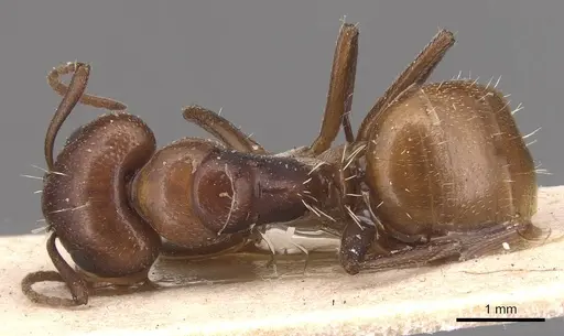 Camponotus diplopunctatus specimen CASENT0905428 image casent0905428_1