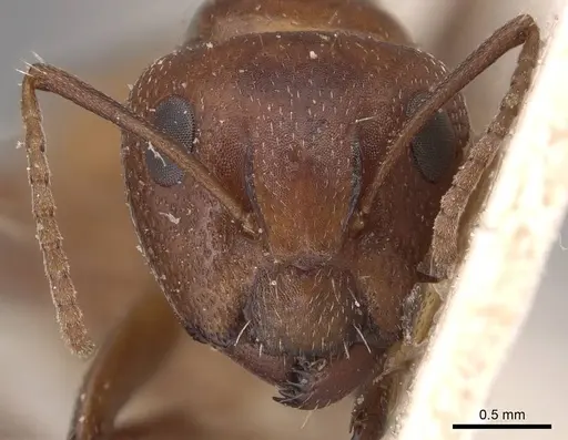 Camponotus diplopunctatus specimen CASENT0905428 image casent0905428_2