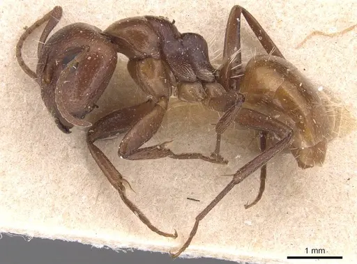 Camponotus diplopunctatus specimen CASENT0905428 image casent0905428_3