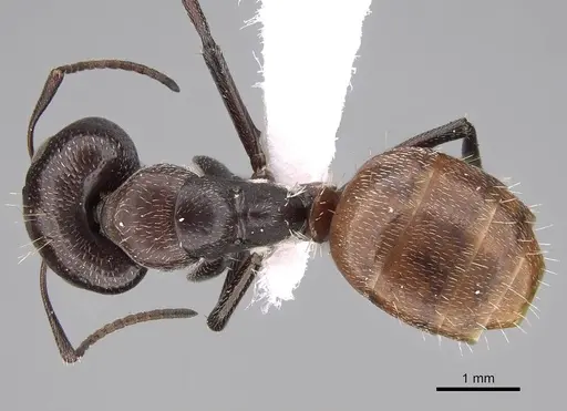 Camponotus diplopunctatus specimen CASENT0922847 image casent0922847_1
