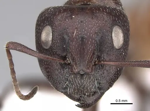 Camponotus diplopunctatus specimen CASENT0922847 image casent0922847_2
