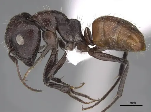 Camponotus diplopunctatus specimen CASENT0922847 image casent0922847_3