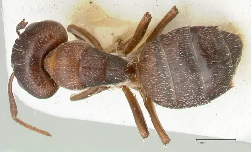 Camponotus diplopunctatus specimen FOCOL2322 image focol2322_1