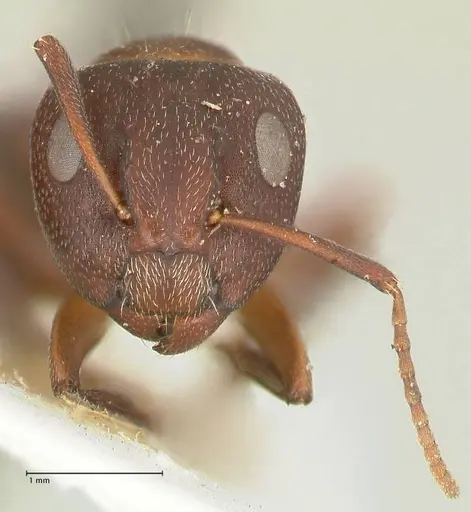 Camponotus diplopunctatus specimen FOCOL2322 image focol2322_2