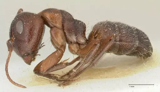 Camponotus diplopunctatus specimen FOCOL2322 image focol2322_3