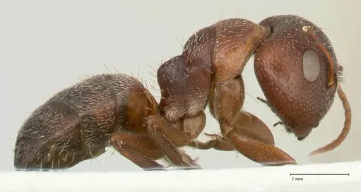 Camponotus diplopunctatus specimen FOCOL2322 image focol2322_4