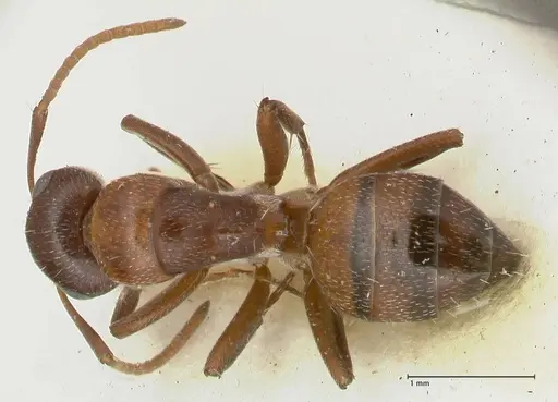 Camponotus diplopunctatus specimen FOCOL2323 image focol2323_1