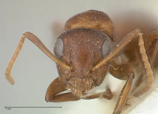Camponotus diplopunctatus specimen FOCOL2323 image focol2323_2