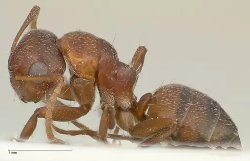 Camponotus diplopunctatus specimen FOCOL2323 image focol2323_3