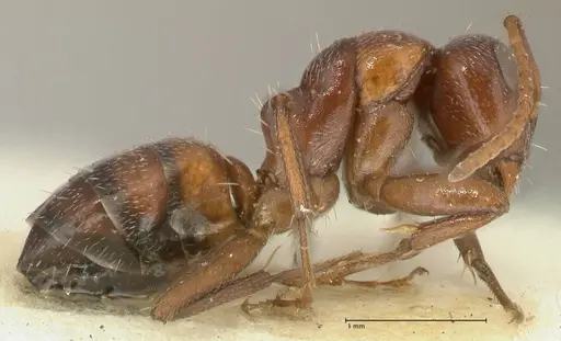 Camponotus diplopunctatus specimen FOCOL2323 image focol2323_4