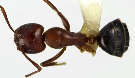 Camponotus discolor specimen ANTWEB1041611 image antweb1041611_1