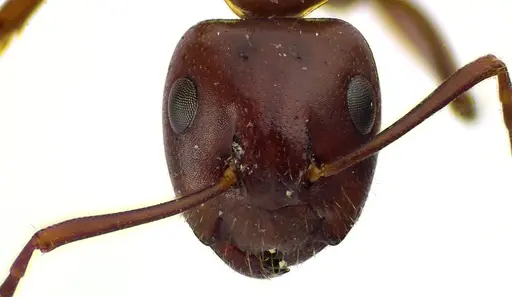 Camponotus discolor specimen ANTWEB1041611 image antweb1041611_2