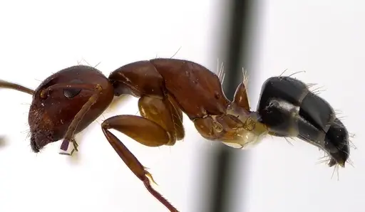 Camponotus discolor specimen ANTWEB1041611 image antweb1041611_3
