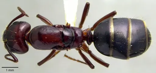 Camponotus discolor specimen ANTWEB1041717 image antweb1041717_1