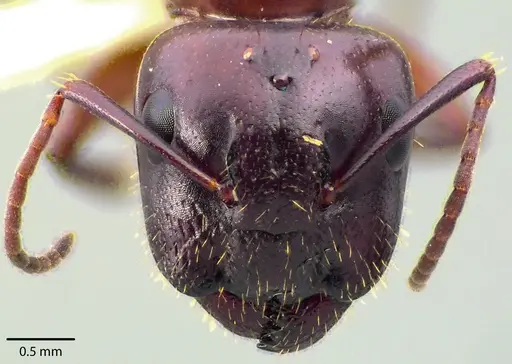 Camponotus discolor specimen ANTWEB1041717 image antweb1041717_2