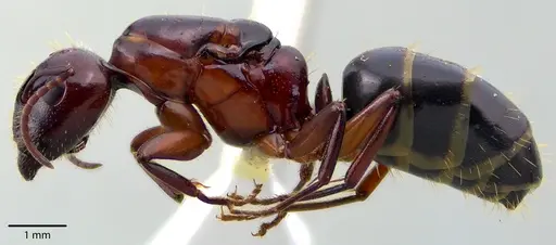 Camponotus discolor specimen ANTWEB1041717 image antweb1041717_3