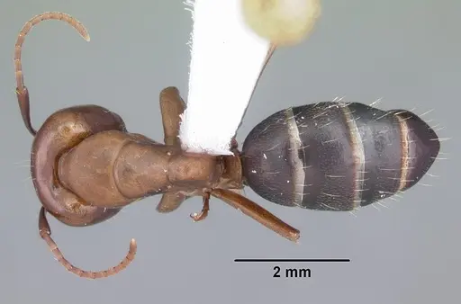 Camponotus discolor specimen CASENT0103668 image casent0103668_1