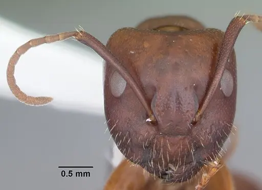 Camponotus discolor specimen CASENT0103668 image casent0103668_2
