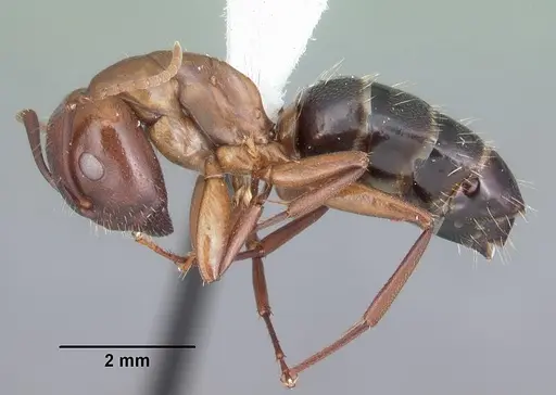 Camponotus discolor specimen CASENT0103668 image casent0103668_3