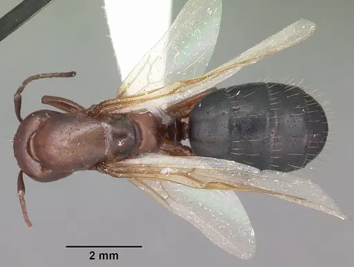 Camponotus discolor specimen CASENT0103669 image casent0103669_1
