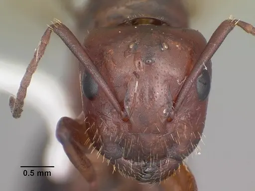 Camponotus discolor specimen CASENT0103669 image casent0103669_2