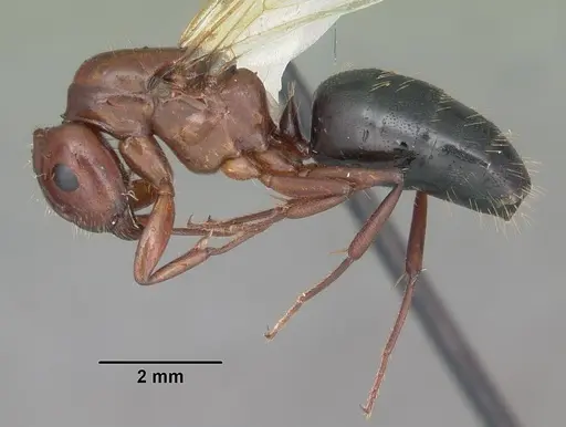 Camponotus discolor specimen CASENT0103669 image casent0103669_3