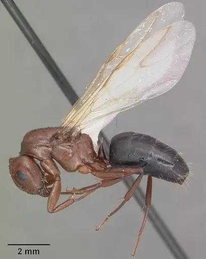 Camponotus discolor specimen CASENT0103669 image casent0103669_4