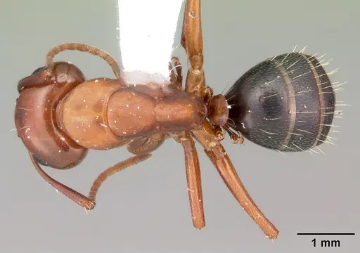 Camponotus discolor specimen CASENT0103670 image casent0103670_1