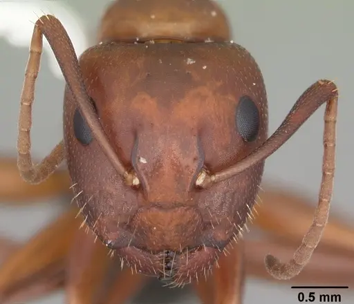 Camponotus discolor specimen CASENT0103670 image casent0103670_2